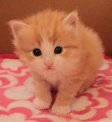 マカロン　ママ 様のお迎えした子猫