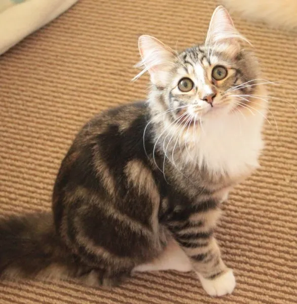 ろんぐ 様のお迎えした子猫