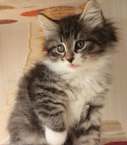 あかりん 様のお迎えした子猫