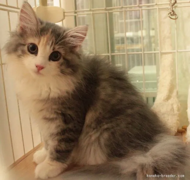 ID:1510-00632の子猫