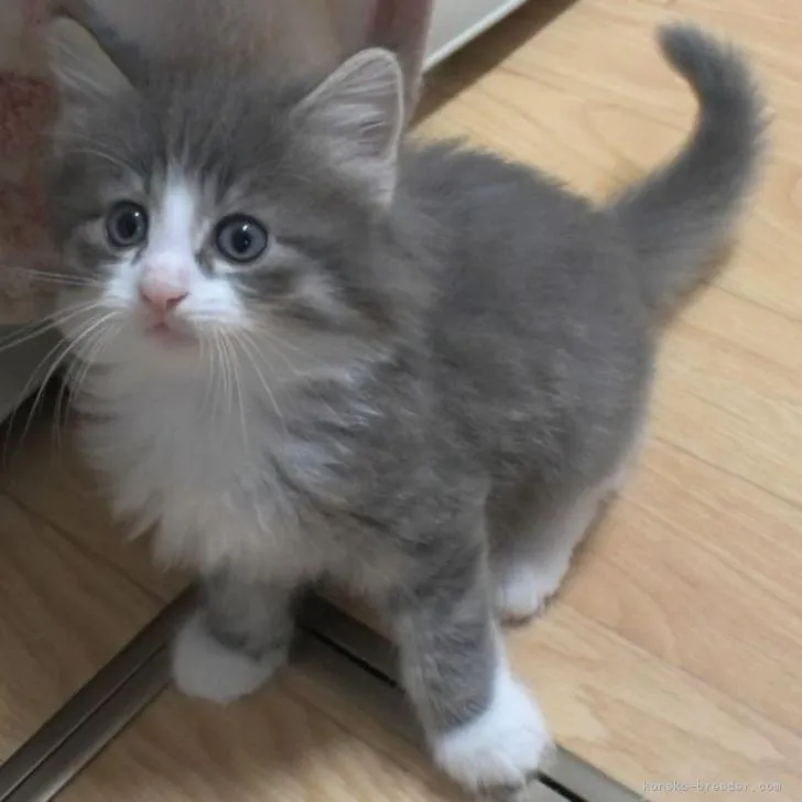 カッチャマ 様のお迎えした子猫