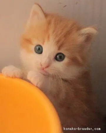 ID：1610-00141の子猫