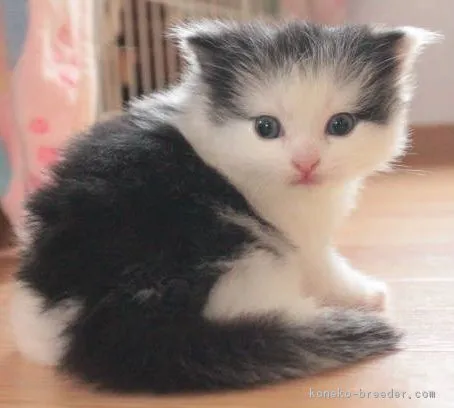 ID：1705-01402の子猫