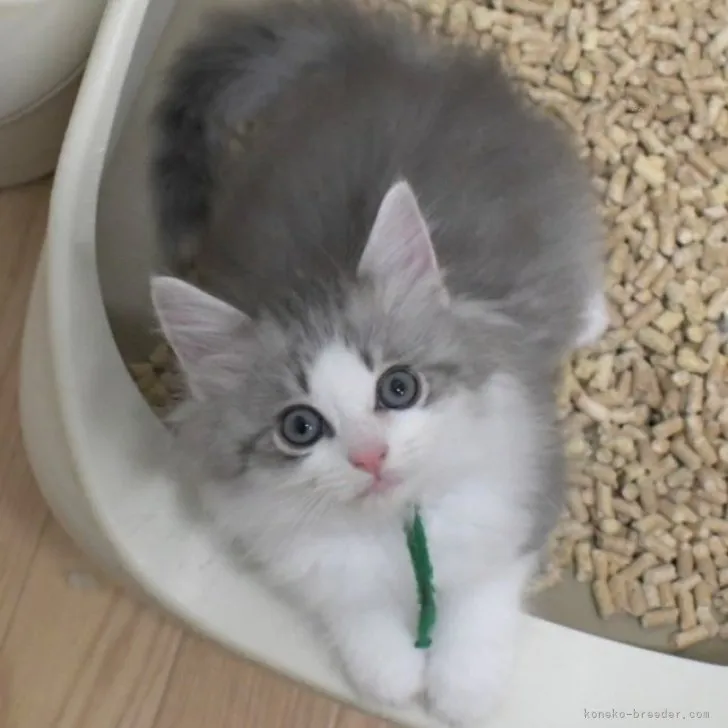 ID:2310-01257の子猫