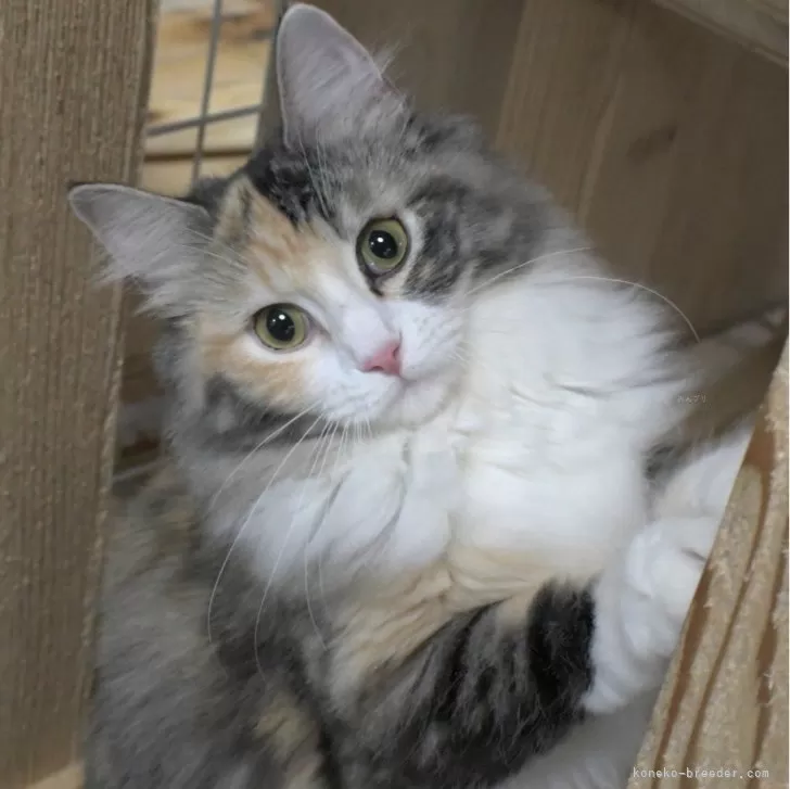 ID:2308-02854の子猫