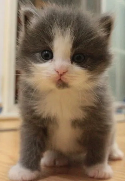 ロデム 様のお迎えした子猫