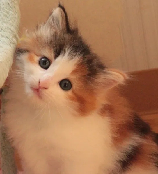 ID:1406-00191の子猫