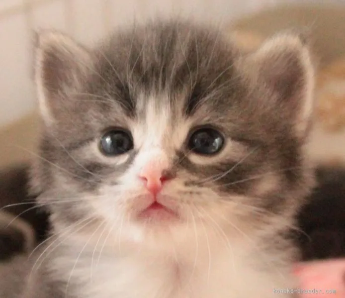 ID：1509-00469の子猫