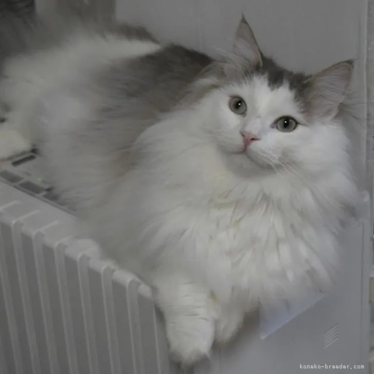 ID：2207-02130の子猫