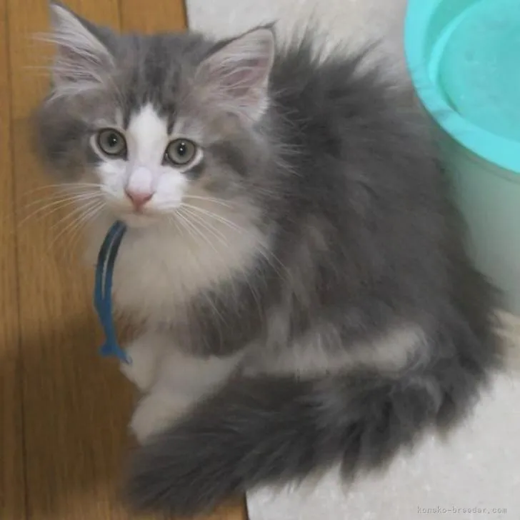 ID：2207-01269の子猫