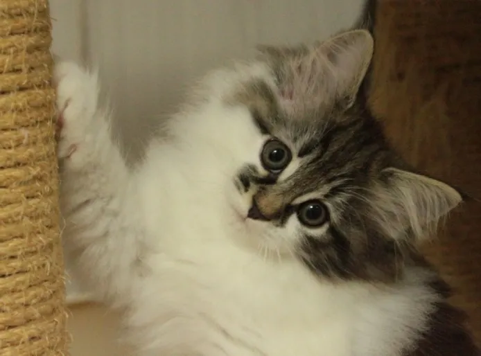 Shelly 様のお迎えした子猫