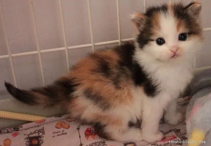 ID：1604-00699の子猫