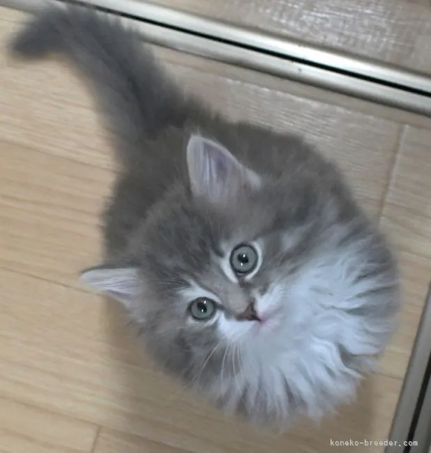 ID：2204-01109の子猫