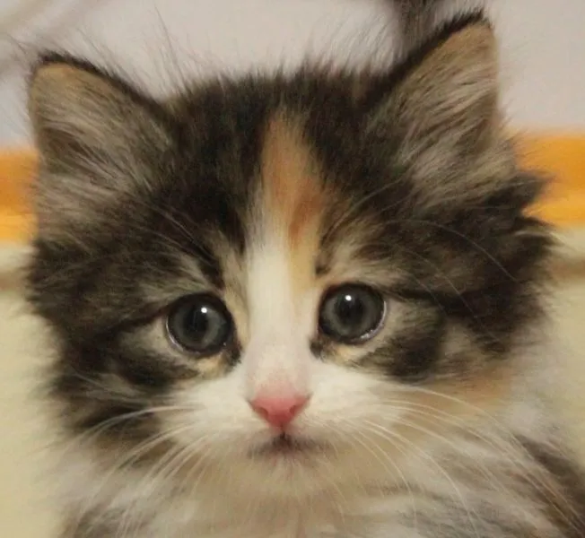 Sophie mama 様のお迎えした子猫