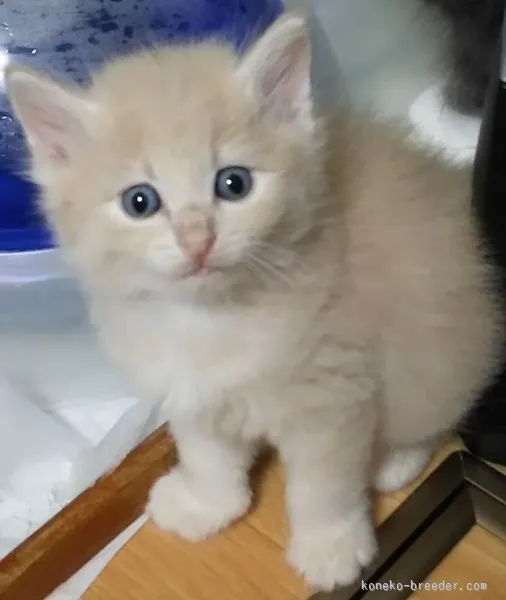 ID：1506-00520の子猫