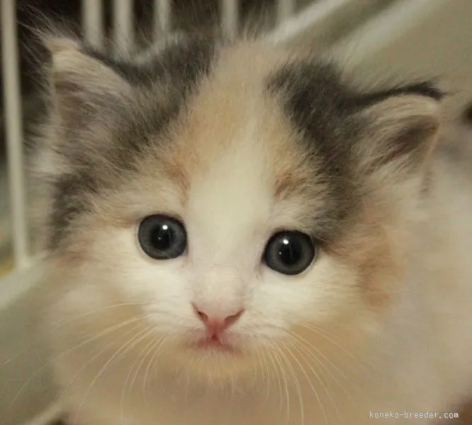 スガジュン 様のお迎えした子猫