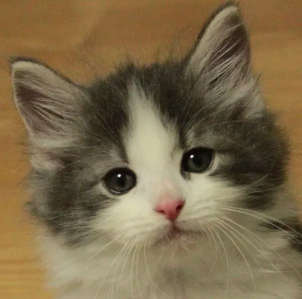 ジュン君ママ 様のお迎えした子猫