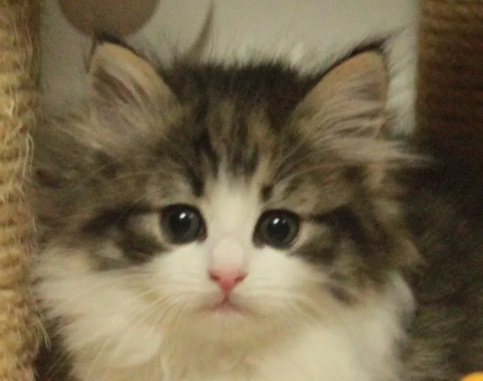 ID:1401-00152の子猫