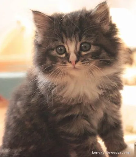 ID：1704-00076の子猫