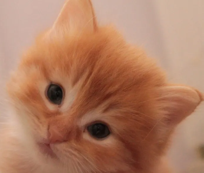 ID：1308-00246の子猫