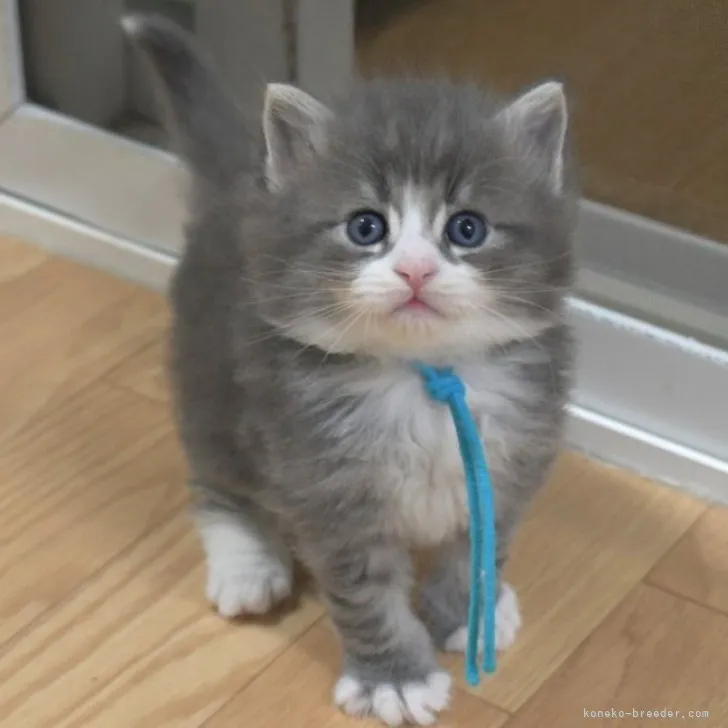 ID：2303-02460の子猫