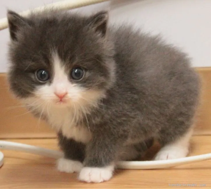 シヴァ 様のお迎えした子猫