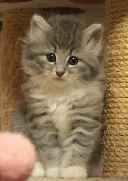 モリー 様のお迎えした子猫