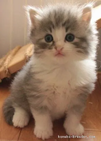 ID:1711-00774の子猫