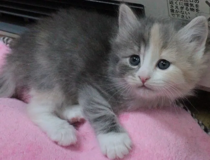 ID:1411-00347の子猫
