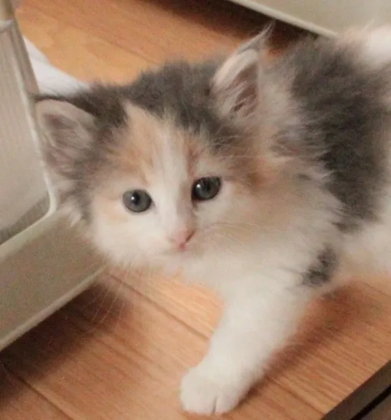 ID：1307-00277の子猫