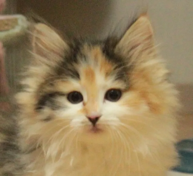ID:1401-00151の子猫