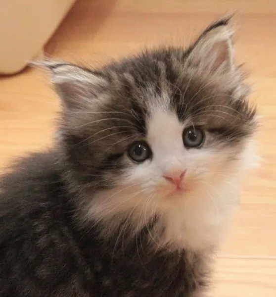 レオの母 様のお迎えした子猫