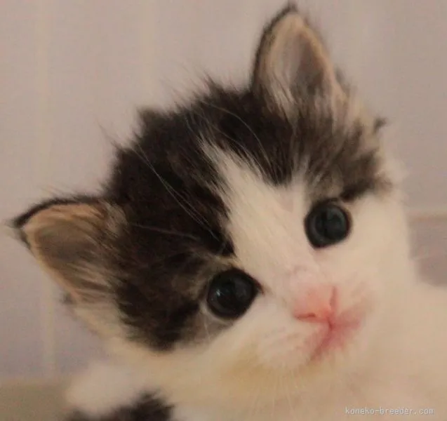 ID：1509-00596の子猫