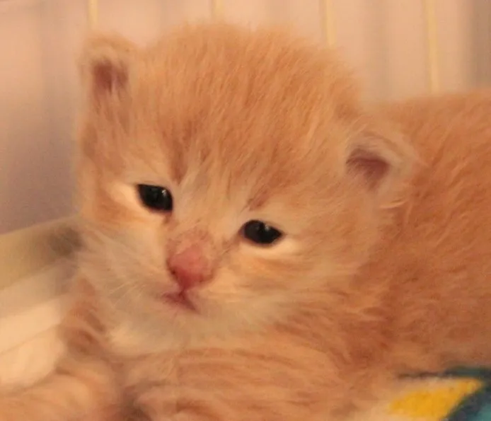 ID:1407-00342の子猫