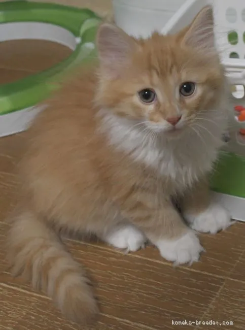 ID:2101-00243の子猫
