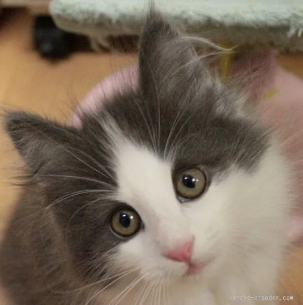 そら 様のお迎えした子猫