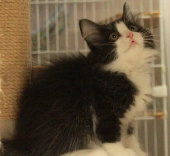 hashimoto 様のお迎えした子猫