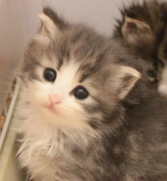 猫猫同盟その1 様のお迎えした子猫