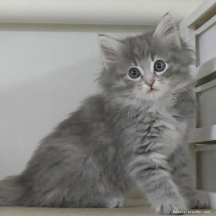 ID:2310-01256の子猫