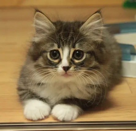ID：1210-00117の子猫