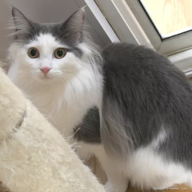 ID：2308-00302の子猫