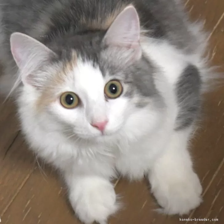 こはる 様のお迎えした子猫