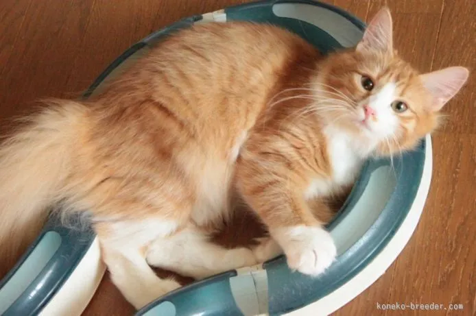 K.F 様のお迎えした子猫