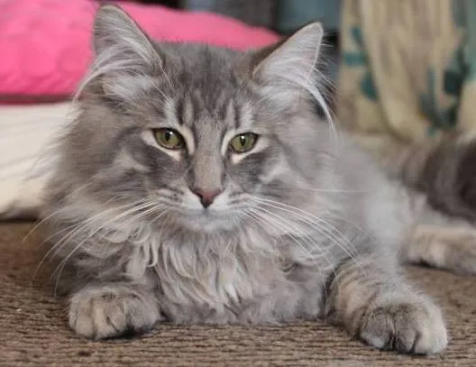 ID：1209-00036の子猫