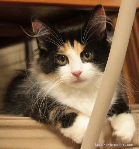ID:1503-00153の子猫