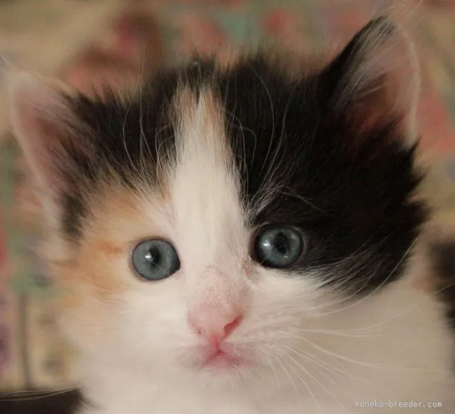 ID:1511-00370の子猫