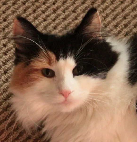 ID：1309-00146の子猫