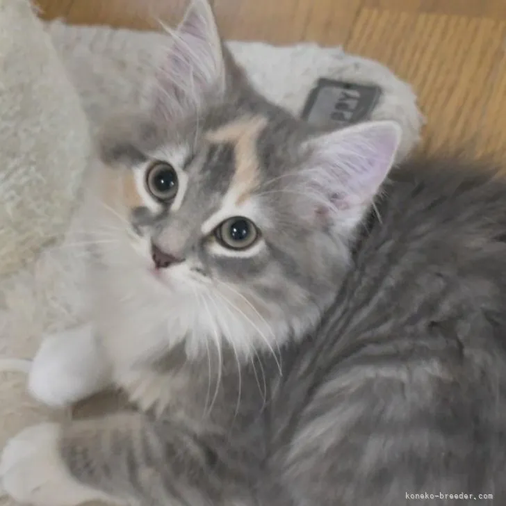 ID:2310-01253の子猫