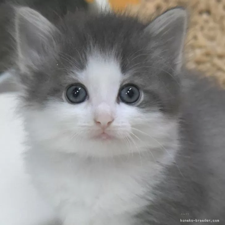 ID：2404-01330の子猫