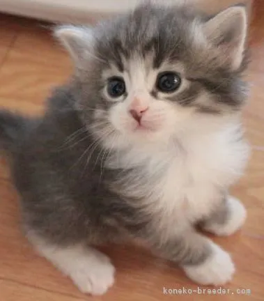 ID：1708-00782の子猫